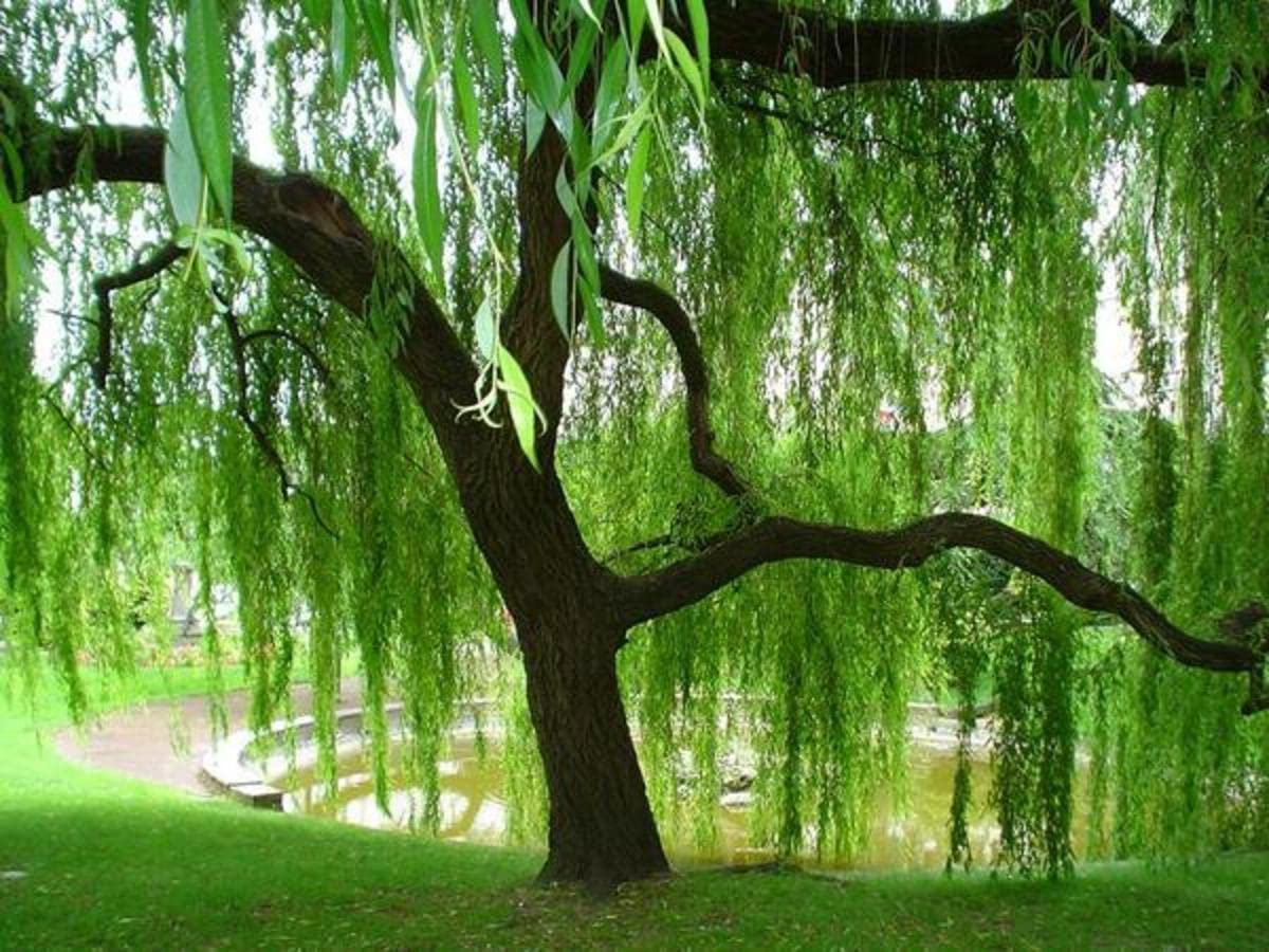 Weeping Willow Tree Cuttings to Plant - Fast Growing Trees - Beautiful Arching Canopy - Popular asBonsai (4 Weeping Willows)