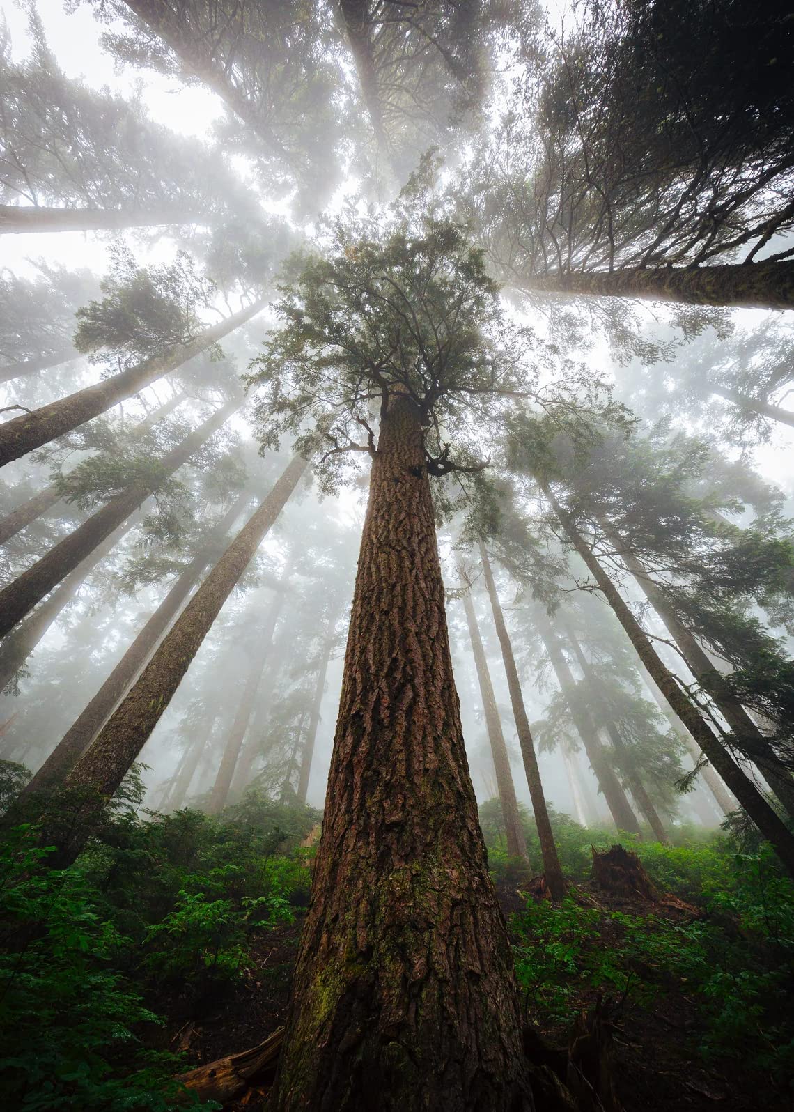 50 Giant Sequoia Seeds, Giant Redwood, Wellingtonia Seeds - 50 Seeds (Sequoiadendron giganteum) - Pack of 50 Rare and Viable Seeds - QO Seeds