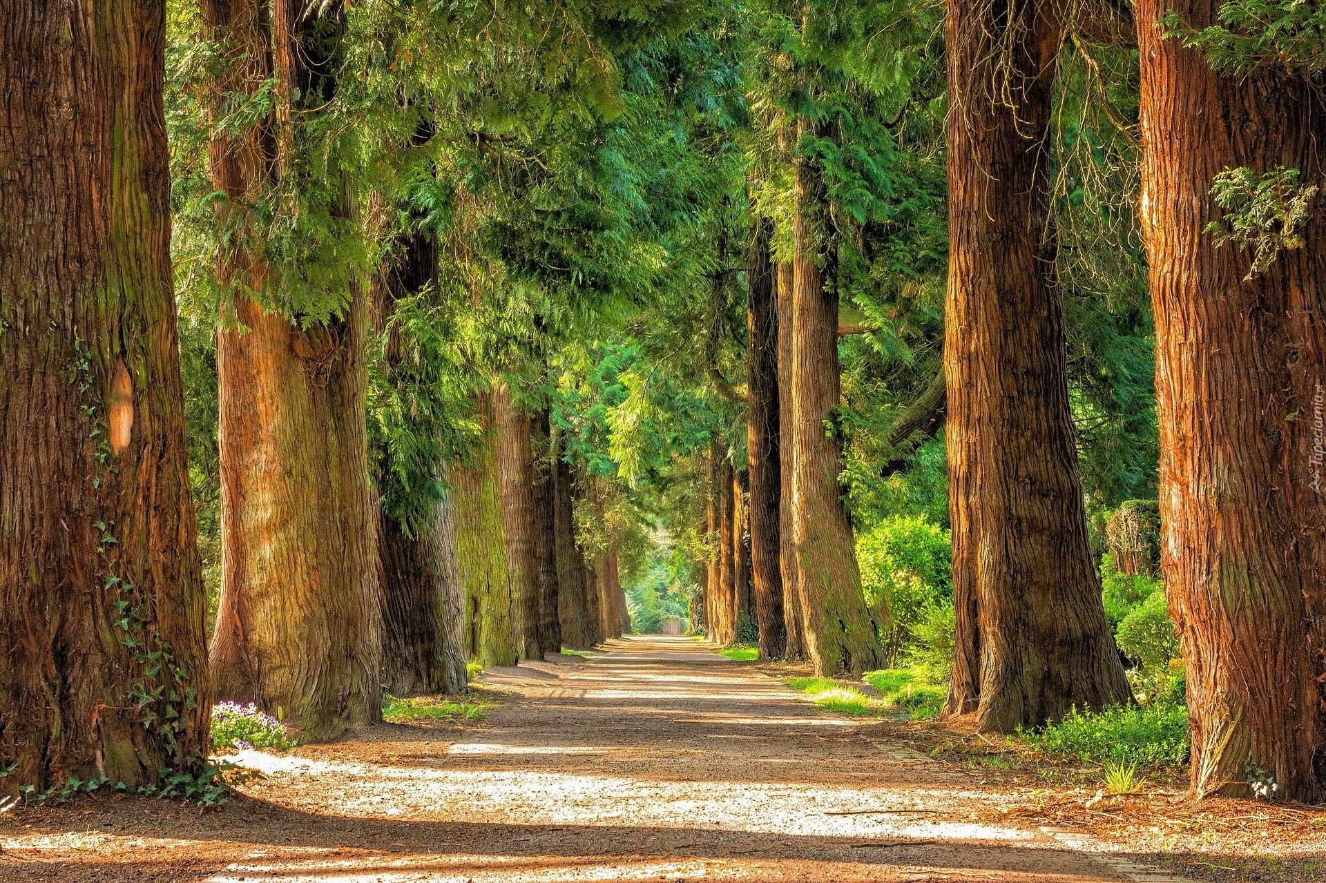 50 Giant Sequoia Seeds, Giant Redwood, Wellingtonia Seeds - 50 Seeds (Sequoiadendron giganteum) - Pack of 50 Rare and Viable Seeds - QO Seeds