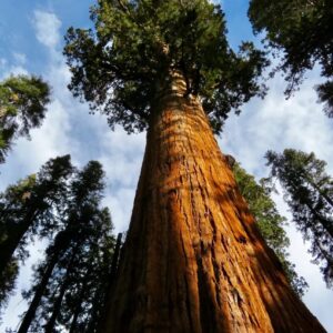 50 Giant Sequoia Seeds, Giant Redwood, Wellingtonia Seeds - 50 Seeds (Sequoiadendron giganteum) - Pack of 50 Rare and Viable Seeds - QO Seeds