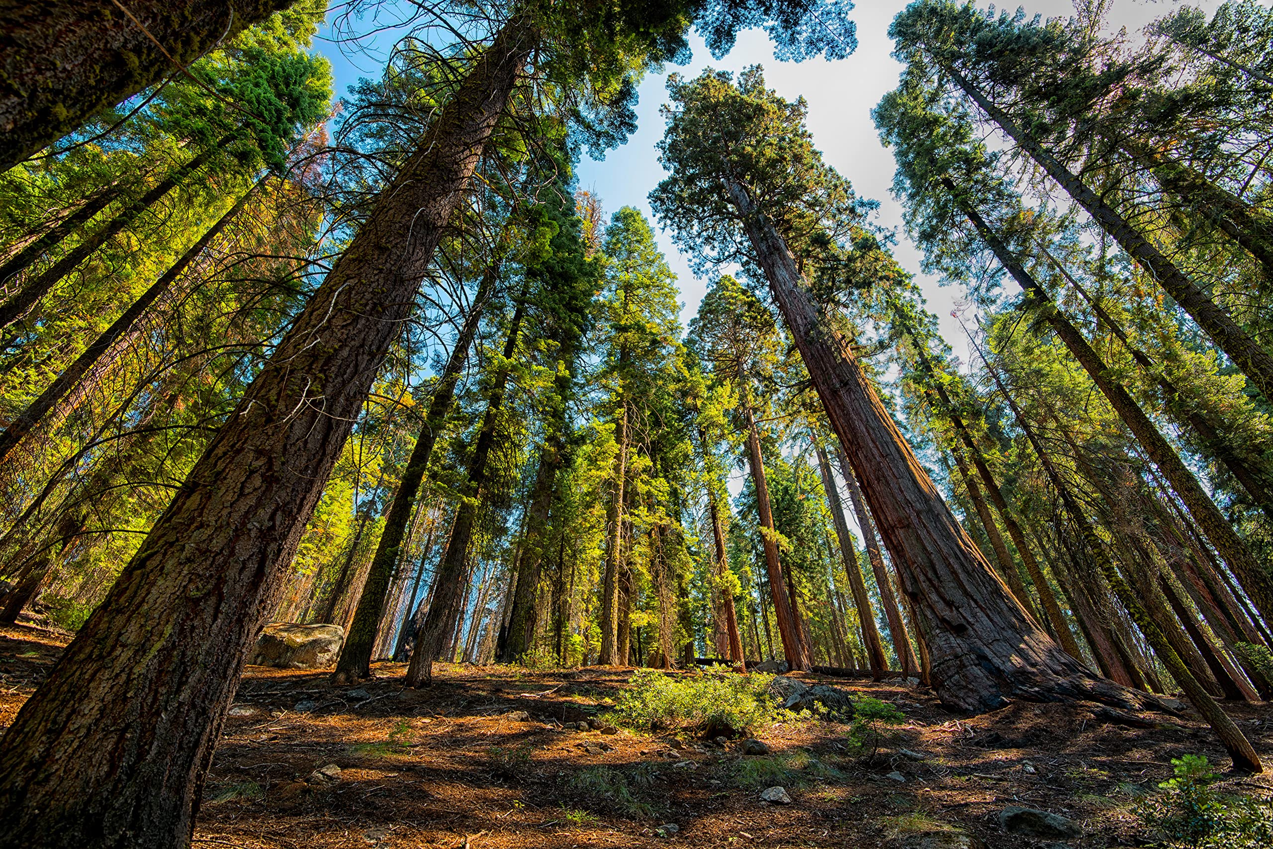 50 Giant Sequoia Seeds, Giant Redwood, Wellingtonia Seeds - 50 Seeds (Sequoiadendron giganteum) - Pack of 50 Rare and Viable Seeds - QO Seeds