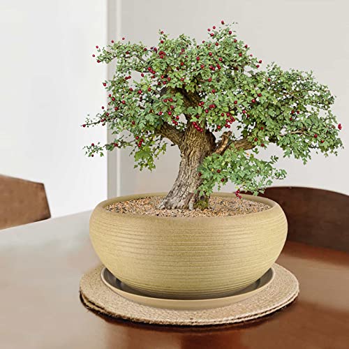 MUZHI 10” Round Large Ceramic Bonsai Bowl Planter，Clay Succulent Plant Pot Container with Saucer