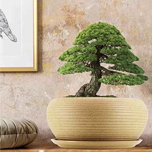 MUZHI 10” Round Large Ceramic Bonsai Bowl Planter，Clay Succulent Plant Pot Container with Saucer