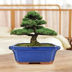 MUZHI 3 Pack Ceramic Rectangular Bonsai Tree Planter Pot Set 6”+7”+9”, Cactus Succulent Planter Blue Glazed with Mesh Hole Screens