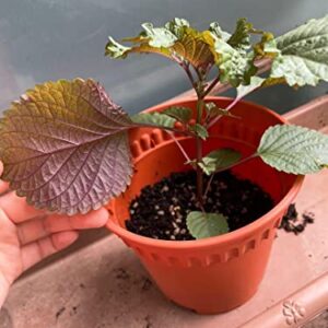 Gaea's Blessing Seeds - Korean Shiso Seeds (Perilla), Heirloom Non-GMO Seeds with Easy to Follow Planting Instructions, Korean Perilla, Open-Pollinated, 94% Germination Rate