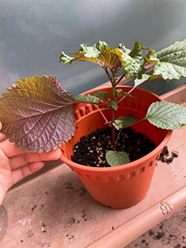 Gaea's Blessing Seeds - Korean Shiso Seeds (Perilla), Heirloom Non-GMO Seeds with Easy to Follow Planting Instructions, Korean Perilla, Open-Pollinated, 94% Germination Rate