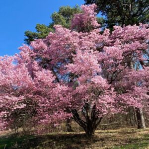 Okame Cherry Blossom Plant - Japanese Cherry Blossom Tree for Planting (6''-10'' Tall) - Not Ship AZ, CA