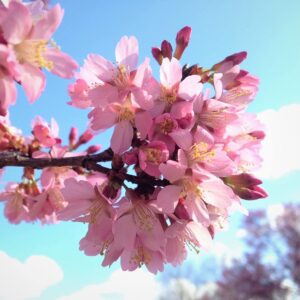 Okame Cherry Blossom Plant - Japanese Cherry Blossom Tree for Planting (6''-10'' Tall) - Not Ship AZ, CA