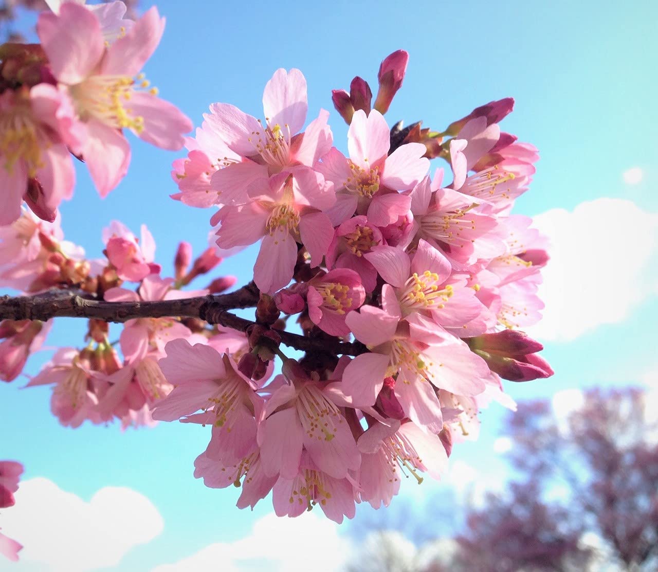 Okame Cherry Blossom Plant - Japanese Cherry Blossom Tree for Planting (6''-10'' Tall) - Not Ship AZ, CA