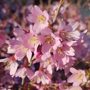 Okame Cherry Blossom Plant - Japanese Cherry Blossom Tree for Planting (6''-10'' Tall) - Not Ship AZ, CA