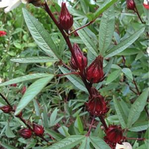 hibiscus seeds - asian sour leaf (roselle) - 3 g packet ~180 seeds - non-gmo, heirloom - asian herb gardening & flower