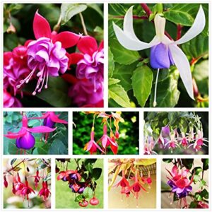 mixed 100 seeds fuchsia flower seeds perennial home bonsai