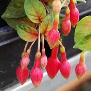 Mixed 100 Seeds Fuchsia Flower Seeds Perennial Home Bonsai