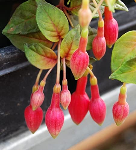 Mixed 100 Seeds Fuchsia Flower Seeds Perennial Home Bonsai