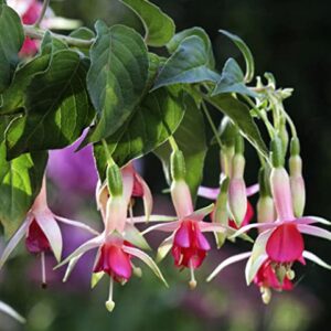 Mixed 100 Seeds Fuchsia Flower Seeds Perennial Home Bonsai