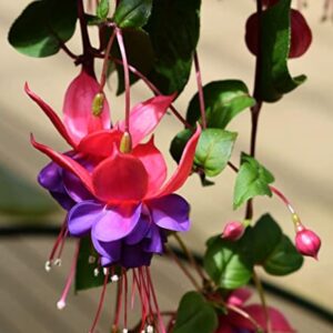 Mixed 100 Seeds Fuchsia Flower Seeds Perennial Home Bonsai