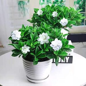 50pcs Jasmine Seeds for Planting, Non-GMO Heirloom, 90% Germination Rate, Perennial Garden Bonsai Plant, No Experience Required, Easy to Grow