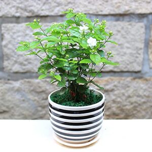 50pcs Jasmine Seeds for Planting, Non-GMO Heirloom, 90% Germination Rate, Perennial Garden Bonsai Plant, No Experience Required, Easy to Grow