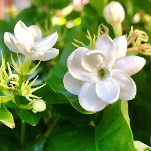 50pcs Jasmine Seeds for Planting, Non-GMO Heirloom, 90% Germination Rate, Perennial Garden Bonsai Plant, No Experience Required, Easy to Grow