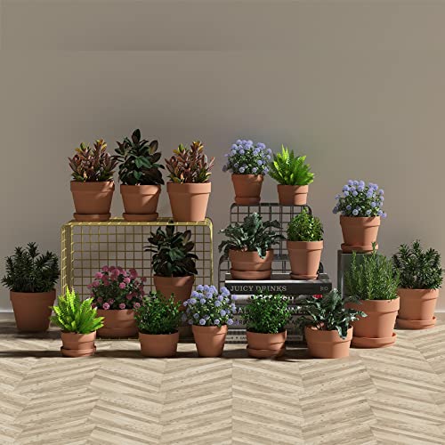 Fcacti 7 Inch Terracotta Shallow Succulent Pot - 4 Pack Large Terra Cotta Clay Pots with Drainage Hole, Round Shallow Terra-Cotta Bonsai Pot for Indoor/Outdoor Plants