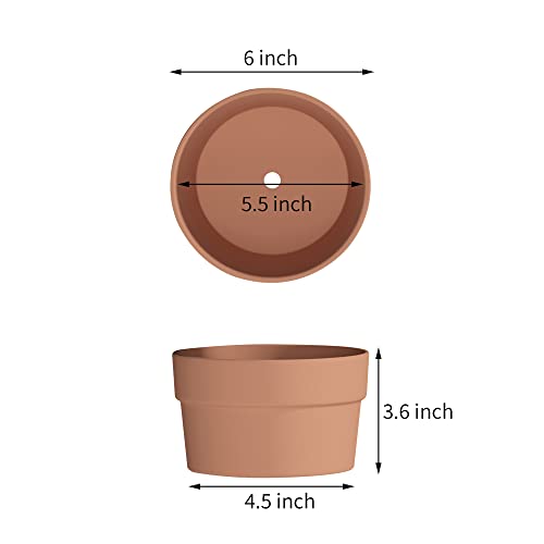 Fcacti 6 Inch Terracotta Shallow Succulent Pot - 6 Pack Large Terra Cotta Clay Pots with Drainage Hole, Round Shallow Terra-Cotta Bonsai Pot for Indoor/Outdoor Plants