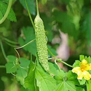 50 Pcs Non-GMO Bitter Gourd Seeds Bitter Melon Seeds Bitter Squash Seeds Balsam Pear