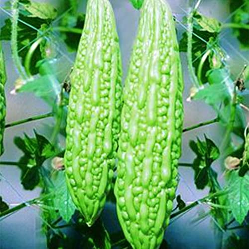 50 Pcs Non-GMO Bitter Gourd Seeds Bitter Melon Seeds Bitter Squash Seeds Balsam Pear