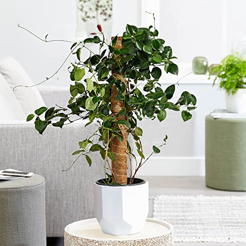 Rcraft 63 Inch Tall Moss Pole for Plants Monstera 4 Pack with Hemp Rope, Bendable Stakes for Indoor Plants Support/Totem Pole, Climbing Plants Sticks for Growth- Perfect for Medium/Large House Plants