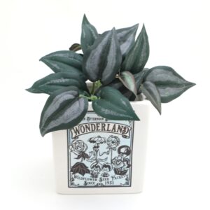 Alice's Adventures in Wonderland, indoor planter, container, Lennymud by Lorrie Veasey