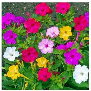 80 Mixed Four O'Clock Seeds - Tender Perennial That Reseeds Easily