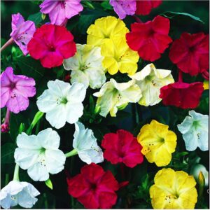 80 Mixed Four O'Clock Seeds - Tender Perennial That Reseeds Easily