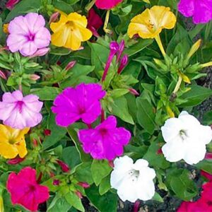 80 Mixed Four O'Clock Seeds - Tender Perennial That Reseeds Easily