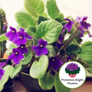 Perfect Plants African Violet Potting Soil 2qt. | Perfectly Crafted Organic Plant Mix for Potted Violets | Ready and Easy to Use Flowering Plant Substrate