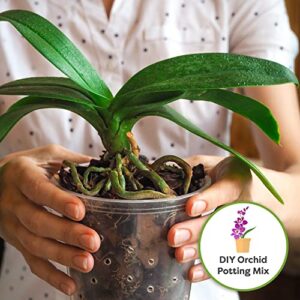 Perfect Plants Premium Orchid Bark 4qt. | Mulch Mix for Epiphytic Plants | Base for Orchid Potting Soil Substrate