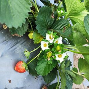 MOCCUROD Wild Strawberry 250 Seeds Perennial Containers Heirloom Non-GMO Fruit