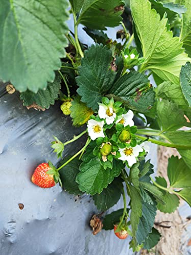 MOCCUROD Wild Strawberry 250 Seeds Perennial Containers Heirloom Non-GMO Fruit