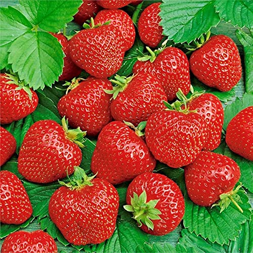 MOCCUROD Wild Strawberry 250 Seeds Perennial Containers Heirloom Non-GMO Fruit