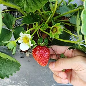 MOCCUROD Wild Strawberry 250 Seeds Perennial Containers Heirloom Non-GMO Fruit