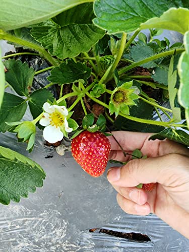 MOCCUROD Wild Strawberry 250 Seeds Perennial Containers Heirloom Non-GMO Fruit