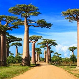 Baobab Bonsai Tree Seeds - 5 Seeds to Grow - Highly Prized Baobab Tree - Ships from Iowa. Exotic Indoor Bonsai Seeds to Grow