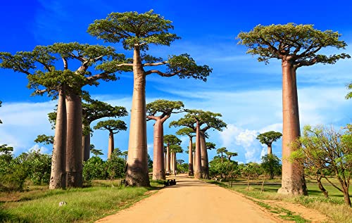 Baobab Bonsai Tree Seeds - 5 Seeds to Grow - Highly Prized Baobab Tree - Ships from Iowa. Exotic Indoor Bonsai Seeds to Grow