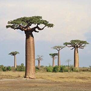 Baobab Bonsai Tree Seeds - 5 Seeds to Grow - Highly Prized Baobab Tree - Ships from Iowa. Exotic Indoor Bonsai Seeds to Grow