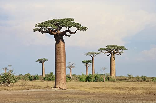 Baobab Bonsai Tree Seeds - 5 Seeds to Grow - Highly Prized Baobab Tree - Ships from Iowa. Exotic Indoor Bonsai Seeds to Grow