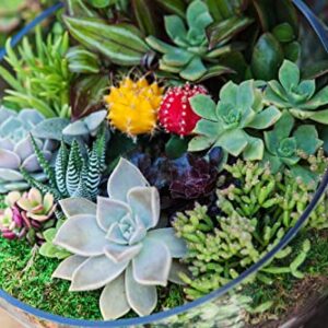 500pcs Mix Rare Succulent Seeds for Planting, DIY Bonsai Ornamental Plant Hardy Perennial