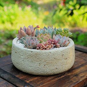 500pcs Mix Rare Succulent Seeds for Planting, DIY Bonsai Ornamental Plant Hardy Perennial