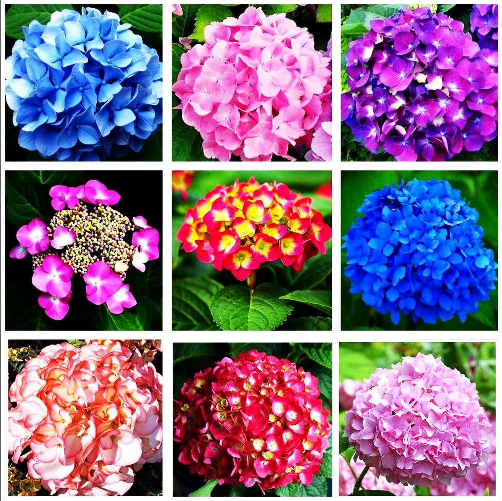 10 Pcs Mixed Color Multicolor Hydrangea Macrophylla Seed Bonsai Flower Plant Wedding Seeds