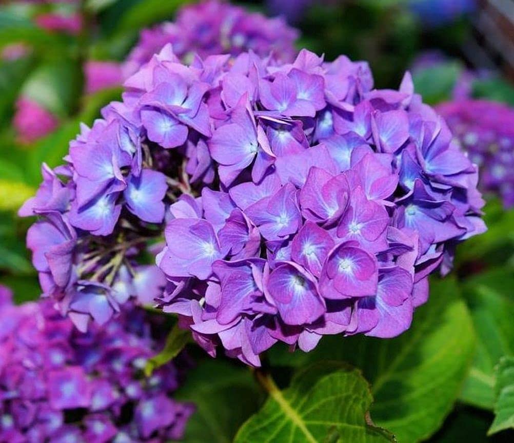 10 Pcs Mixed Color Multicolor Hydrangea Macrophylla Seed Bonsai Flower Plant Wedding Seeds