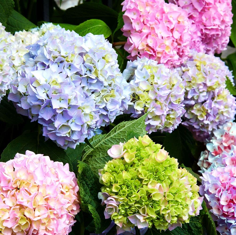 10 Pcs Mixed Color Multicolor Hydrangea Macrophylla Seed Bonsai Flower Plant Wedding Seeds