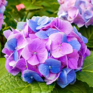 10 Pcs Mixed Color Multicolor Hydrangea Macrophylla Seed Bonsai Flower Plant Wedding Seeds