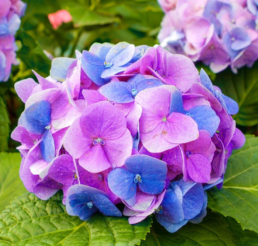 10 Pcs Mixed Color Multicolor Hydrangea Macrophylla Seed Bonsai Flower Plant Wedding Seeds